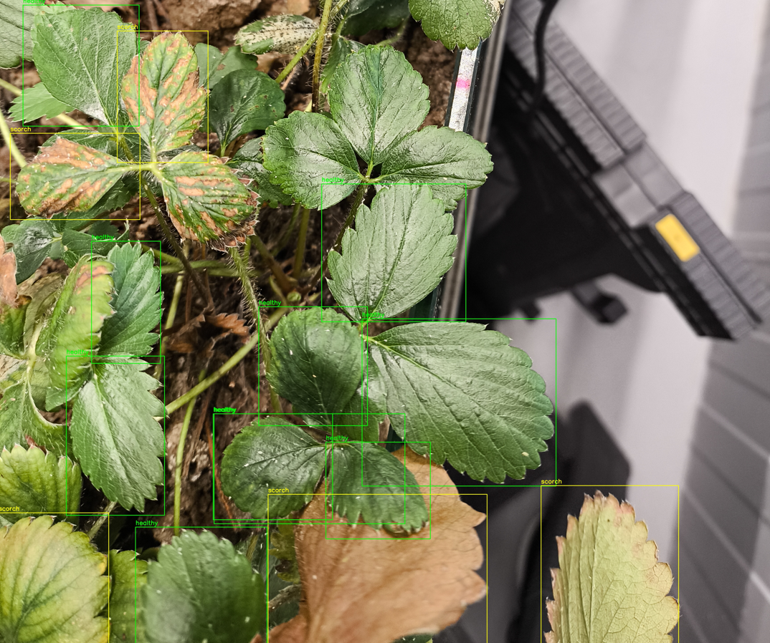 Aplicación de visión artificial y tecnología cuántica a la hoja de fresa