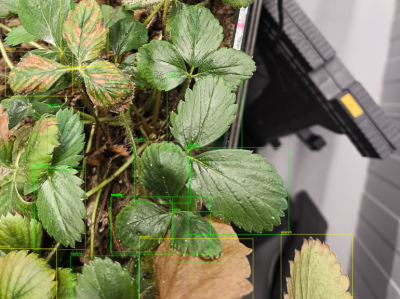 Aplicación de visión artificial y tecnología cuántica a la hoja de fresa