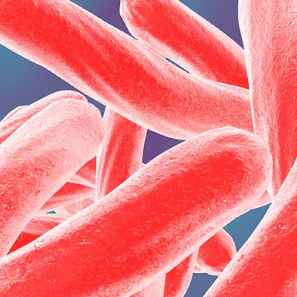Bacteria de la tuberculosis